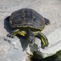 Turtle in Iquique